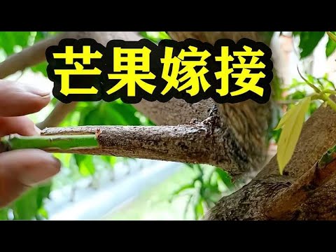 芒果嫁接的好方法，简单实用，初学者也能学会