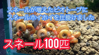 ラムズホーン Youtube