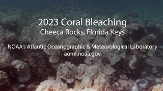2023 Coral Bleaching - Cheeca Rocks, Florida Keys