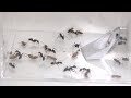 困るほど増えたゴキブリを‘’ヤツ‘’に処理してもらった