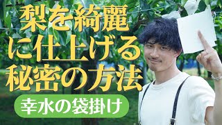 【和梨】袋掛けする大事な理由は○○！幸水の袋掛け