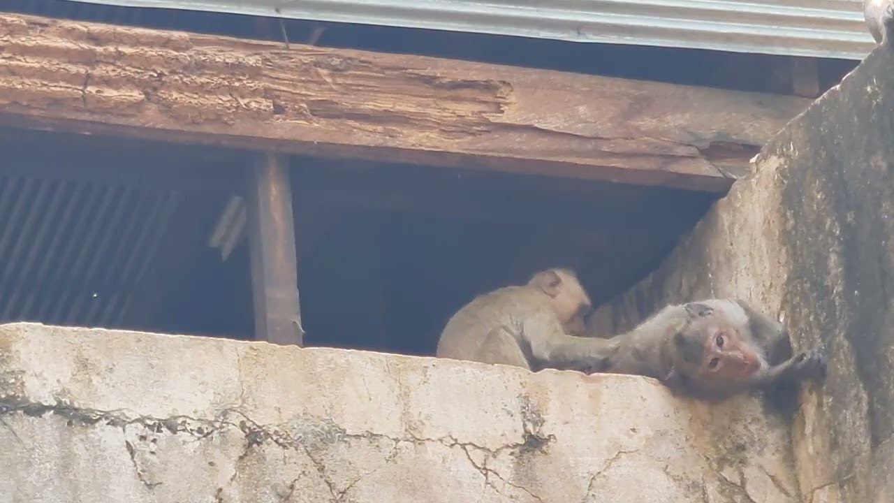 Monkey sleeps with family.