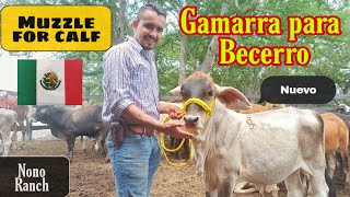 COMO HACER UNA GAMARRA PARA BECERRO. how to make a gamarra for calf