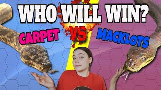Macklots Python VS Carpet Python - Which Is The Better Pet Snake?! Head to Head Matchup!!