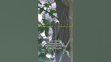 Red Squirrels will be dead in 40 years #squirrel #nature #wildlife #documentary