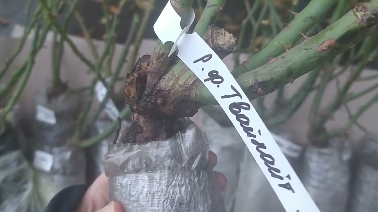 Саженцы из украинского питомника Posadka.com. Часть 1