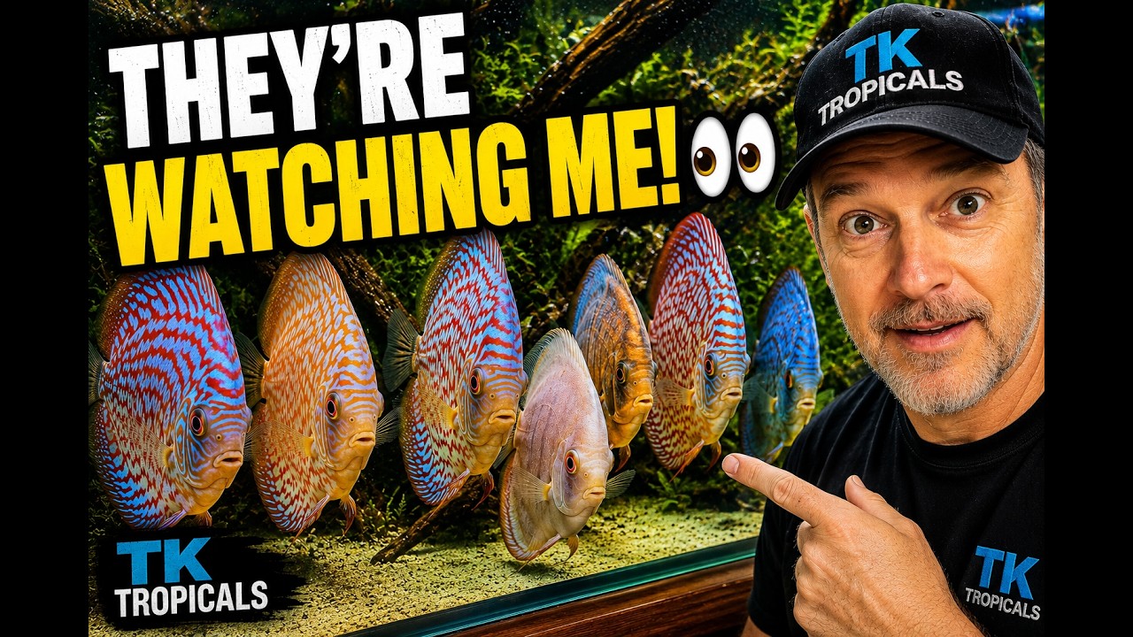 My  Discus Are Watching  Me  🐟 They  Know When I’m There!