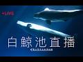 🔴 Live【2026 海生館白鯨池直播】NMMBA Beluga Whale Pool Live Cam | 台湾・シロイルカ水中ライブ配信