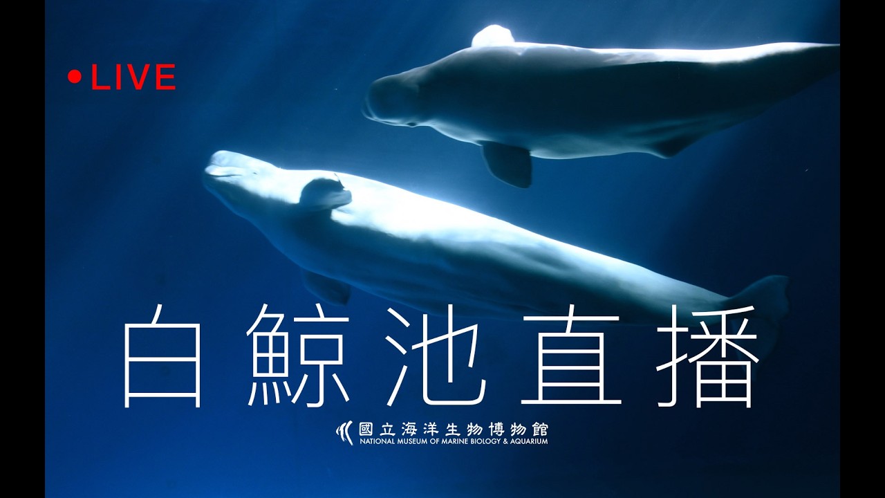 🔴 Live【2026 海生館白鯨池直播】NMMBA Beluga Whale Pool Live Cam
