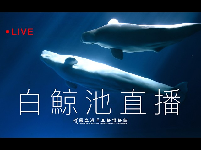 🔴 Live【2026 海生館白鯨池直播】NMMBA Beluga Whale Pool Live Cam