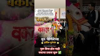 बकासुर ❤️#shorts#shortvideo#bailgadasharyat#bakasur#बकासुर#bailgada#बैलगाडा#bull#marathi#guru#pune