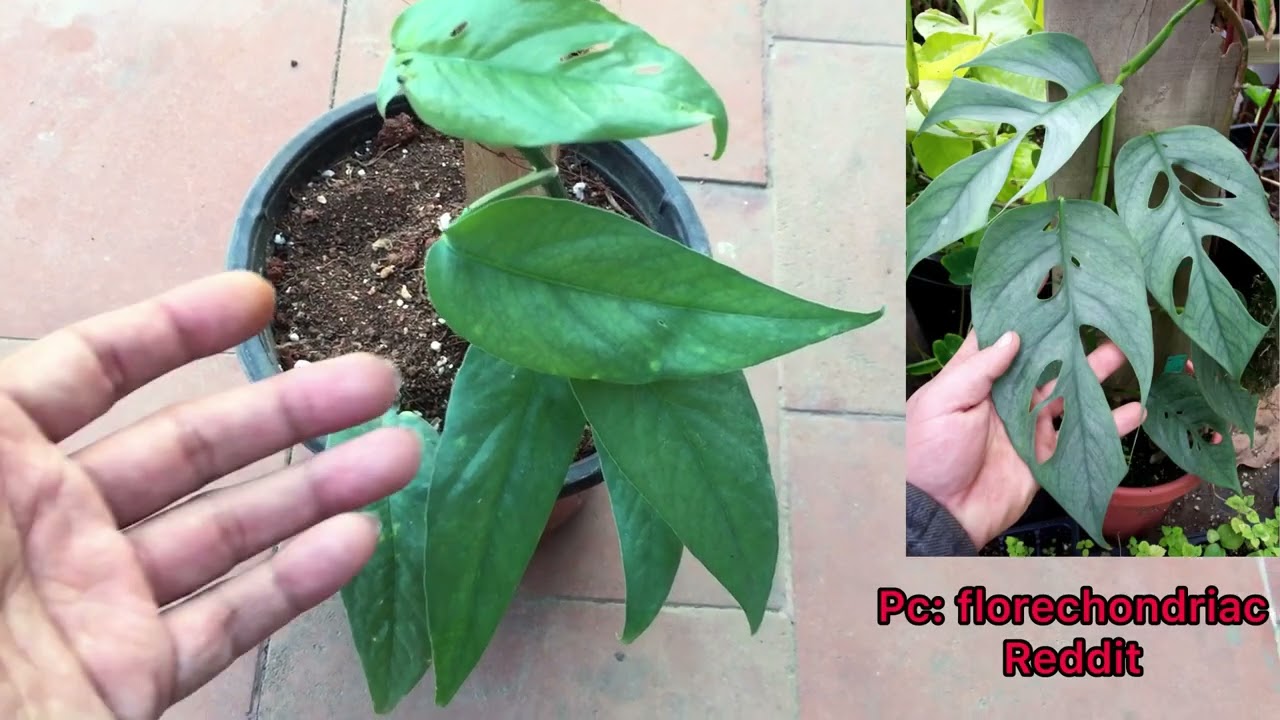 SO EXCITED TO SEE THE FIRST FENESTRATED LEAF ON MY CEBU BLUE