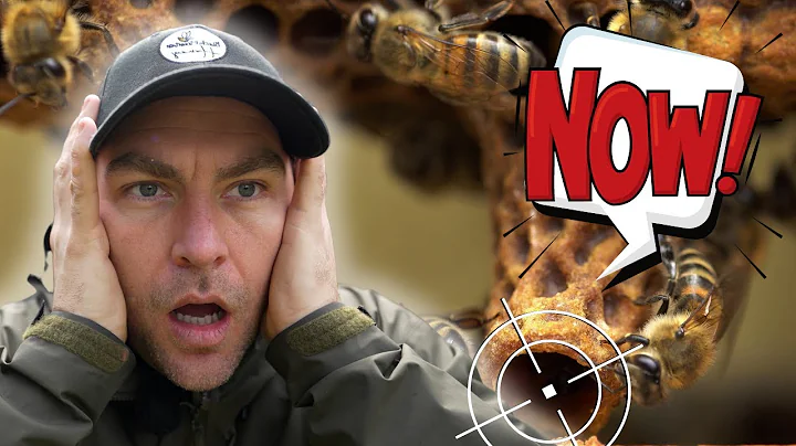 What To Do Immediately After Your Bees Swarm