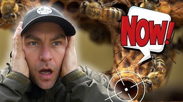 If Your Bees Have Swarmed - Do THIS NOW