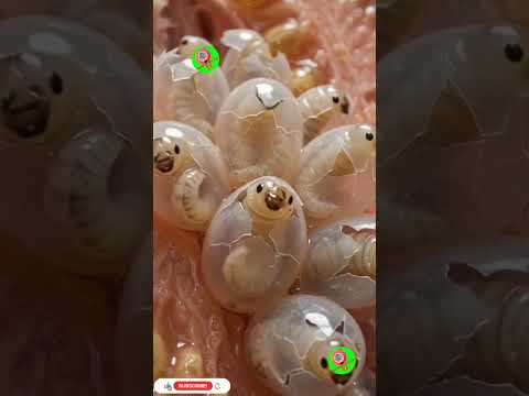 अमरूद के अंदर कीड़े कैसे बनते है #facts #real #viralshorts #youtubeshorts #shortsfeed #reels