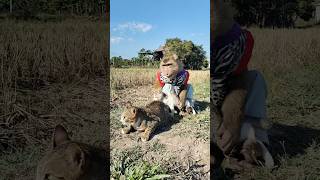 Download Lagu Awesome SokYaa,OG, ToTo Animals Are So Awesome #shorts MP3