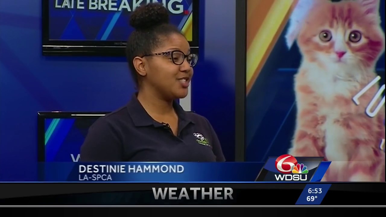 Humane Law Enforcement at the Louisiana SPCA - YouTube