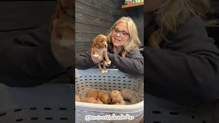 Mini Australian Labradoodle Puppies! 