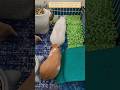 الخنزير الغيني Guinea Pigs خنزير غيني كابياء وبر القوارض SmallPets AnimalLovers