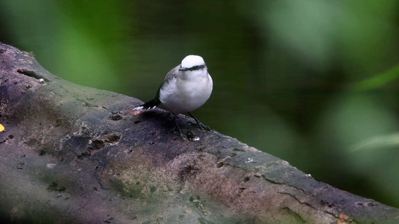 Fluvicola nengeta nengeta: E Brazil (Maranhão to Minas Gerais and ne São Paulo)
