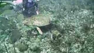 Giant Loggerhead Turtle in Belize