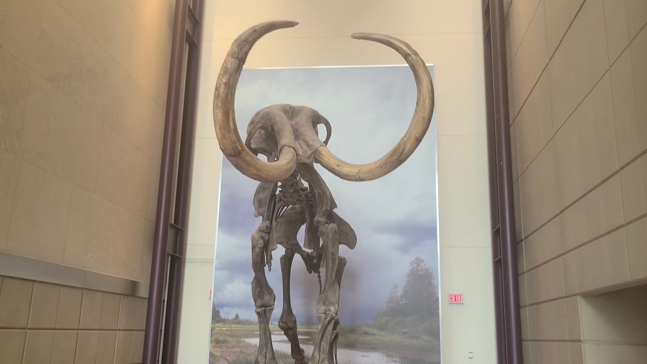 Clifton Grefe | Milwaukee Public Museum & Art Museum | Mental Ep. 137