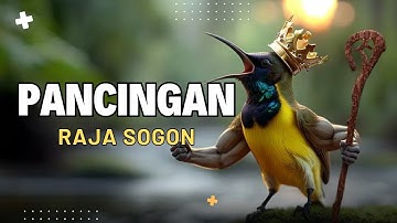 PANCINGAN SOGON GACOR ATASI SOGON TROTOL MACET LANGSUNG BUNYI PAGI SIANG MALAM part 17