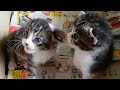 Crecimiento de gatitos de 0-2 meses- Kitty y Micky