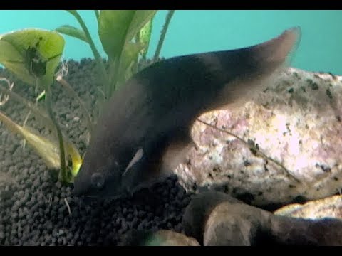 ナイフフィッシュ アフリカンナイフフィッシュ African knifefish Xenomystus nigri
