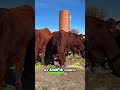 Pakan Hijau Ini Bukan Rumput 😱 Cara Peternak AS Bikin Sapi Tumbuh Lebih Cepat