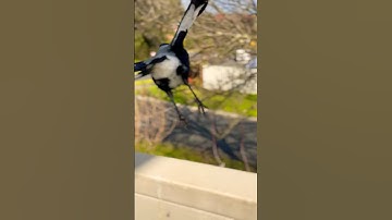 Magpie call | beak clean Sounds | Take off! #magpie Sound