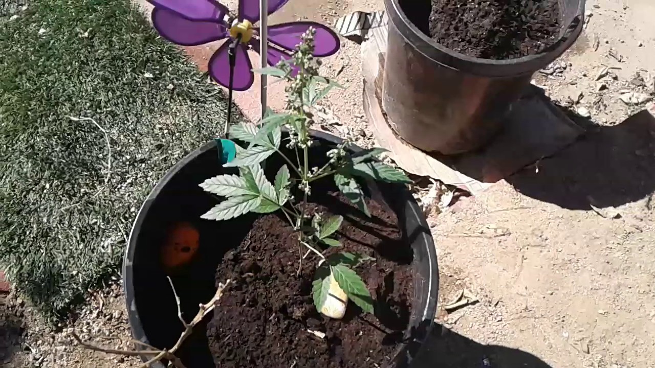 Weed male plants  move out