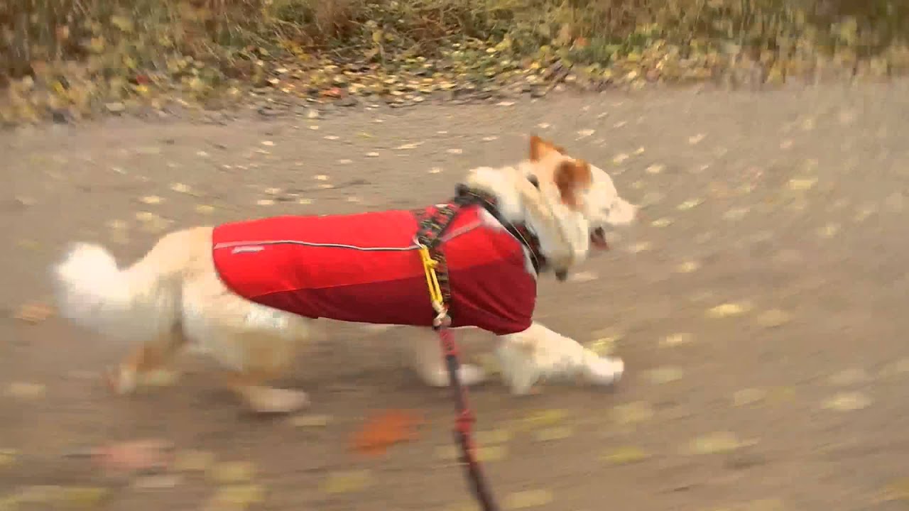 rescue dogs rock nyc Foster dog Shaylee / Auggie motoring like a pro ADOPTED!