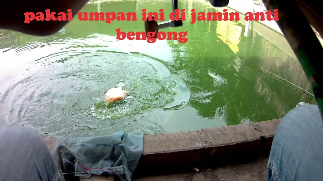 umpan keramat ikan bawal bawal anti boncos 