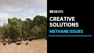 The race is on in Australia's red meat industry to reduce methane emissions from livestock ABC News screenshot 5