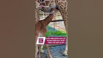 Xuất hiện hươu cao cổ không đốm duy nhất trên thế giới tại Mỹ | VnExpress