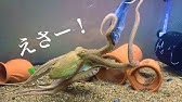 30cm水槽のサカサクラゲ に餌をあげてみます Ff18なるクラゲ用の餌 Youtube 30cm水槽のサカサクラゲ に餌をあげてみます Ff18なるクラゲ用の餌 Youtube
