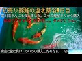 【癒しR2.1.12】錦鯉初売り🌟前川清さんにも会えました★塩水薬浴8日目🌟もうすぐ合流かな。