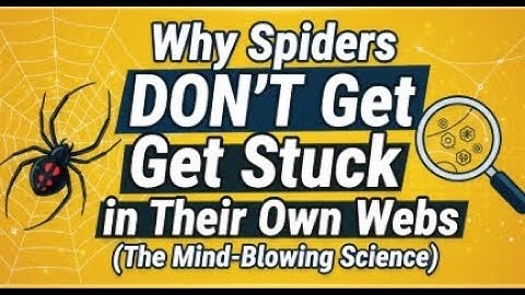 Why Spiders DON