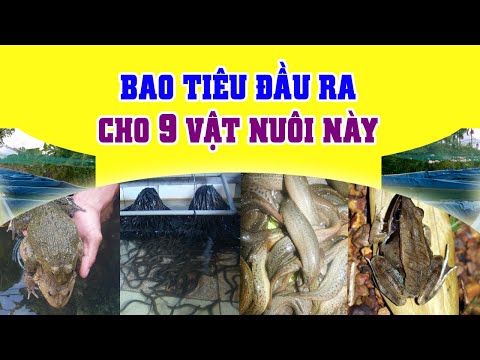 Video: 9 bí mật để giữ cho con mèo trong nhà của bạn hạnh phúc