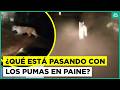 Nuevo avistamiento de puma suelto: ¿Qué está pasando en Paine?