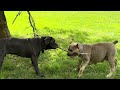 5 Days Till The Cane Corso pups drop 