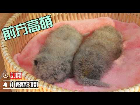 猜猜這是什麼萌物？| iPanda熊貓頻道《熊貓早晚安》