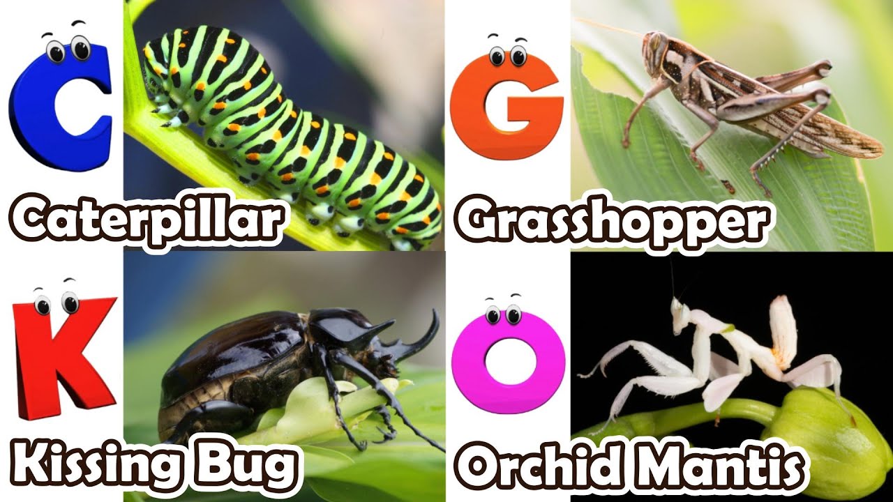 Abc Insect Song | A to Z Insects Song | Insects Alphabet song | Phonics ...