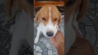 #2023 Black Dog Funny moment ## funny video ||##