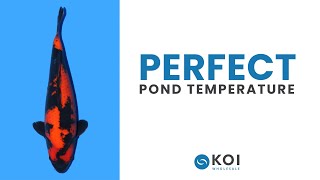 Koi Pond Temperature: Finding the Perfect Range for Your Fish