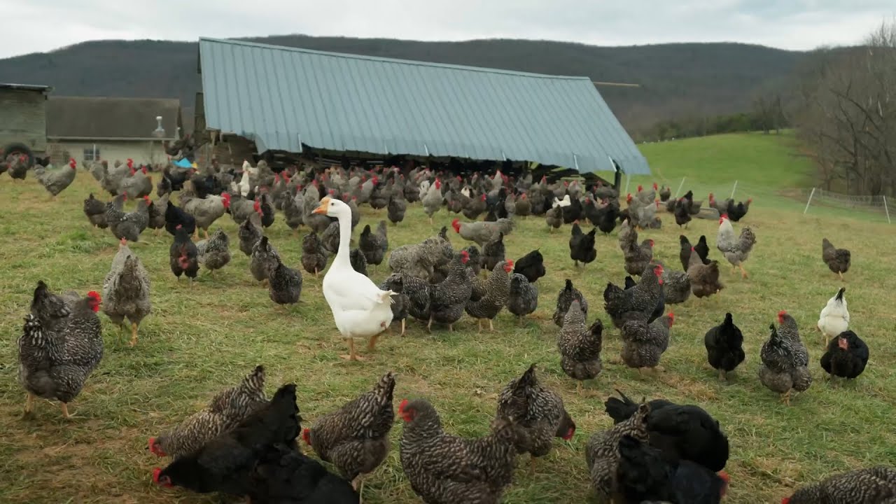 আমেরিকার প্রাকৃতিক মুরগির ফার্ম । রাজহাঁস দিয়ে মুরগি পাহারা