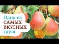 Груша КАРАТАЕВСКАЯ. Один из лучших сортов для выращивания в Сибири