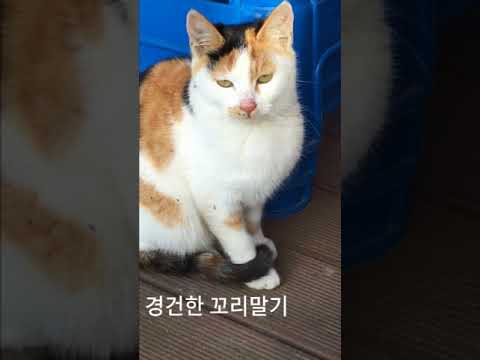 문을 열면 고양이들이