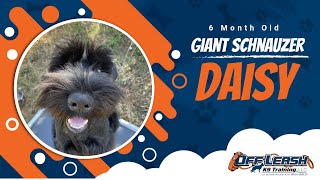 GIANT SCHNAUZER 6 MONTH | DAISY | Amazing Off Leash Obedience